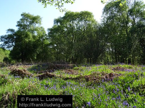 Spring in Glenfarne